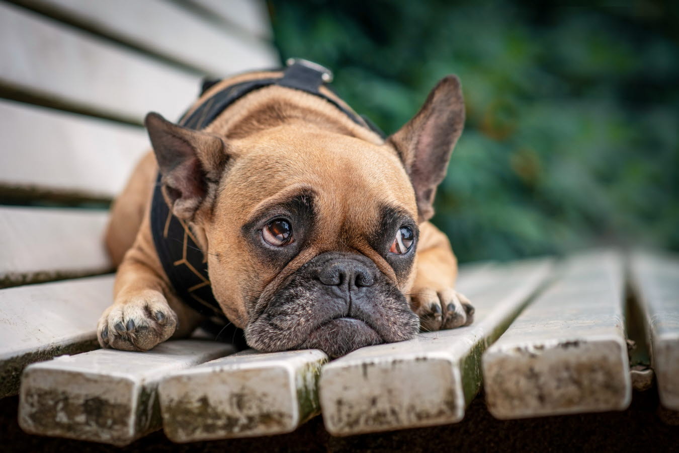 brachycephalic dogs .jpg