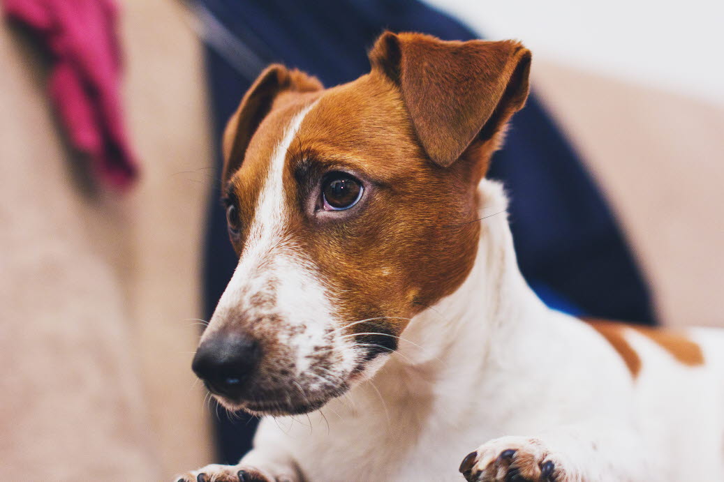 dog-jack-russell-worried-freestocks-unsplash.jpg