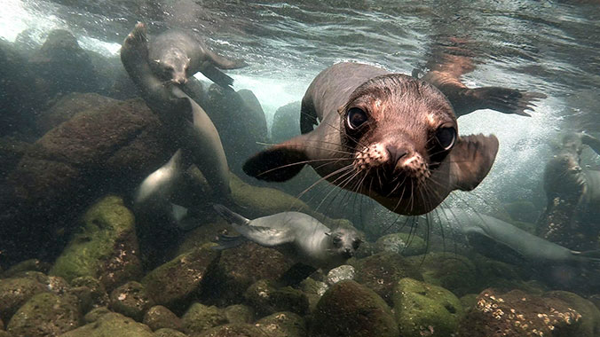 21986-galapagos-intergenerational-sealion-lghoz.jpg