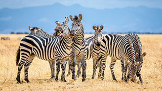 22428-TA-Tarangire-National-Park-Zebras-smhoz.jpg