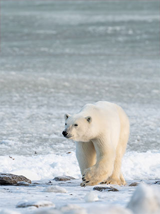 25076-Polar-Bear-vert.jpg