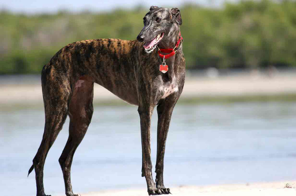 Greyhound - dog