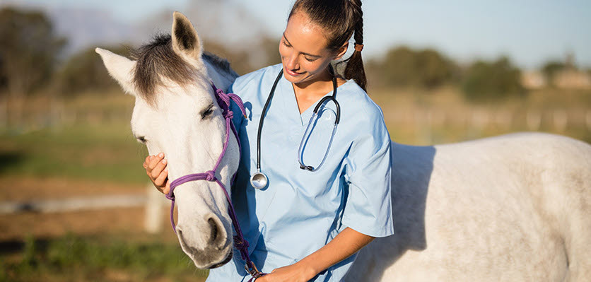 vet voice - horse - veterinarian