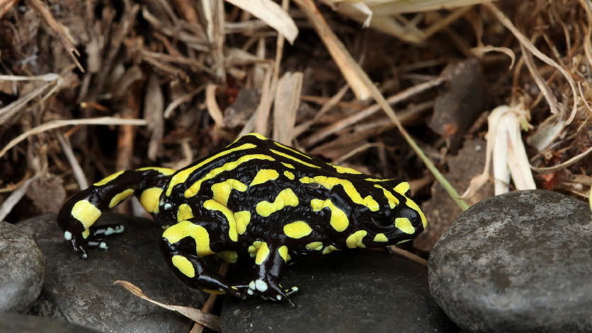 Corroboree Frog - Tiffany Kosch