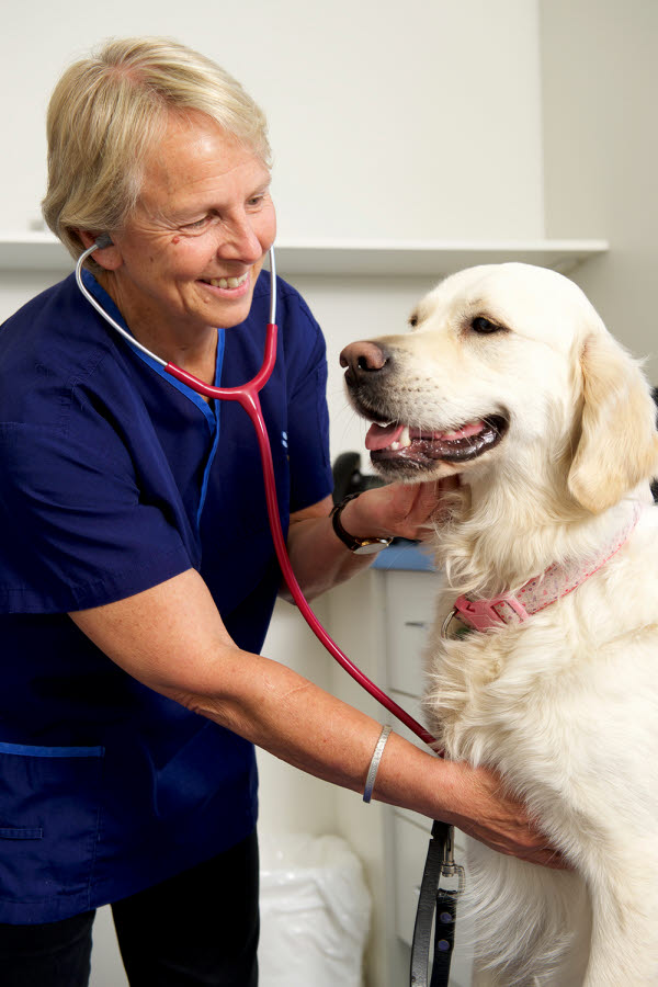 small animal - veterinarian - nurse - dog