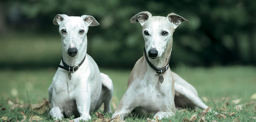 greyhound - whippet - dog - posing - content page hero.jpg