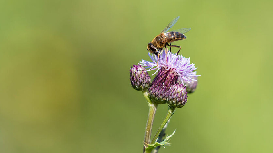 Bees - Pollinating