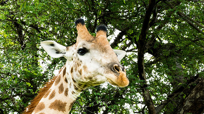 13938-african-safari-giraffe-1c.jpg