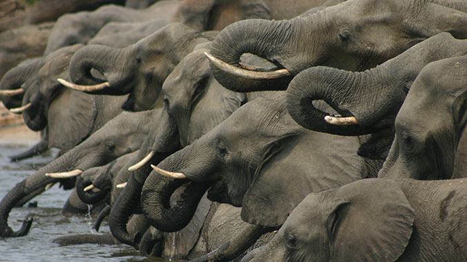 13938-african-safari-zambia-elephants-lghoz.jpg