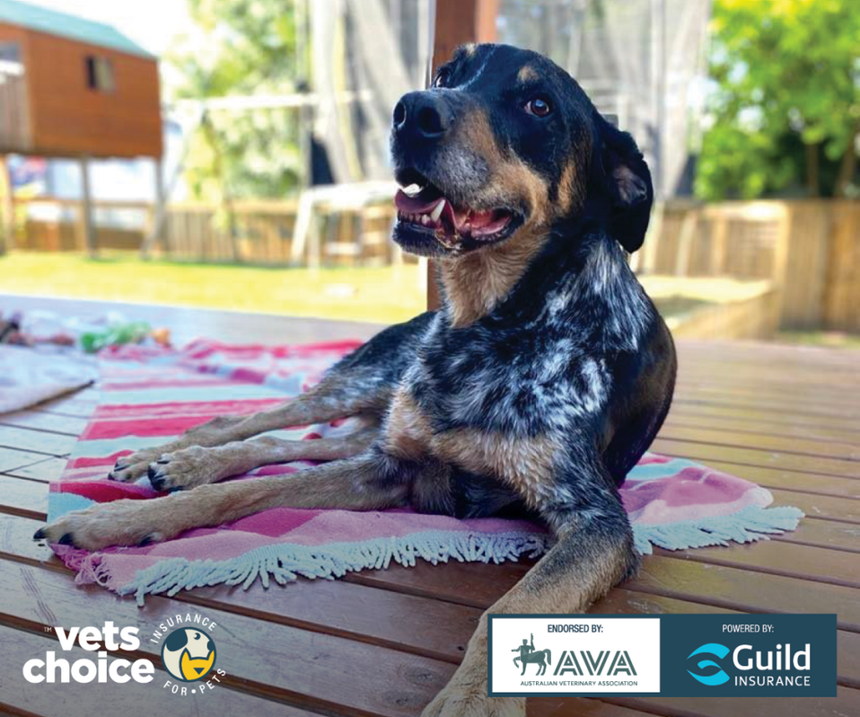 Barney Guild Insurance Vets Choice advert.png