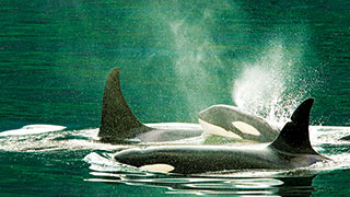 21819-Canada-British-Columbia-VancouverIsland-Killer-Whales-Orcas-smhoz.jpg