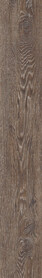 Pilgrim Oak
