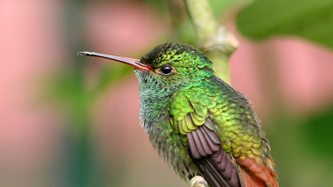 21607-Birding-Ecuador-Andes-RufousTailed-Hummingbird-lghoz.jpg