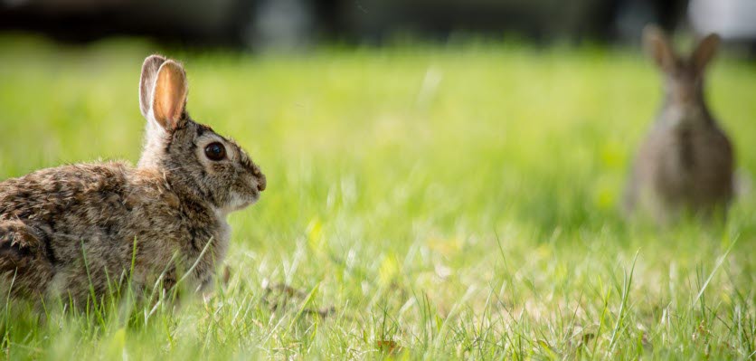 vet voice - rabbits - wild