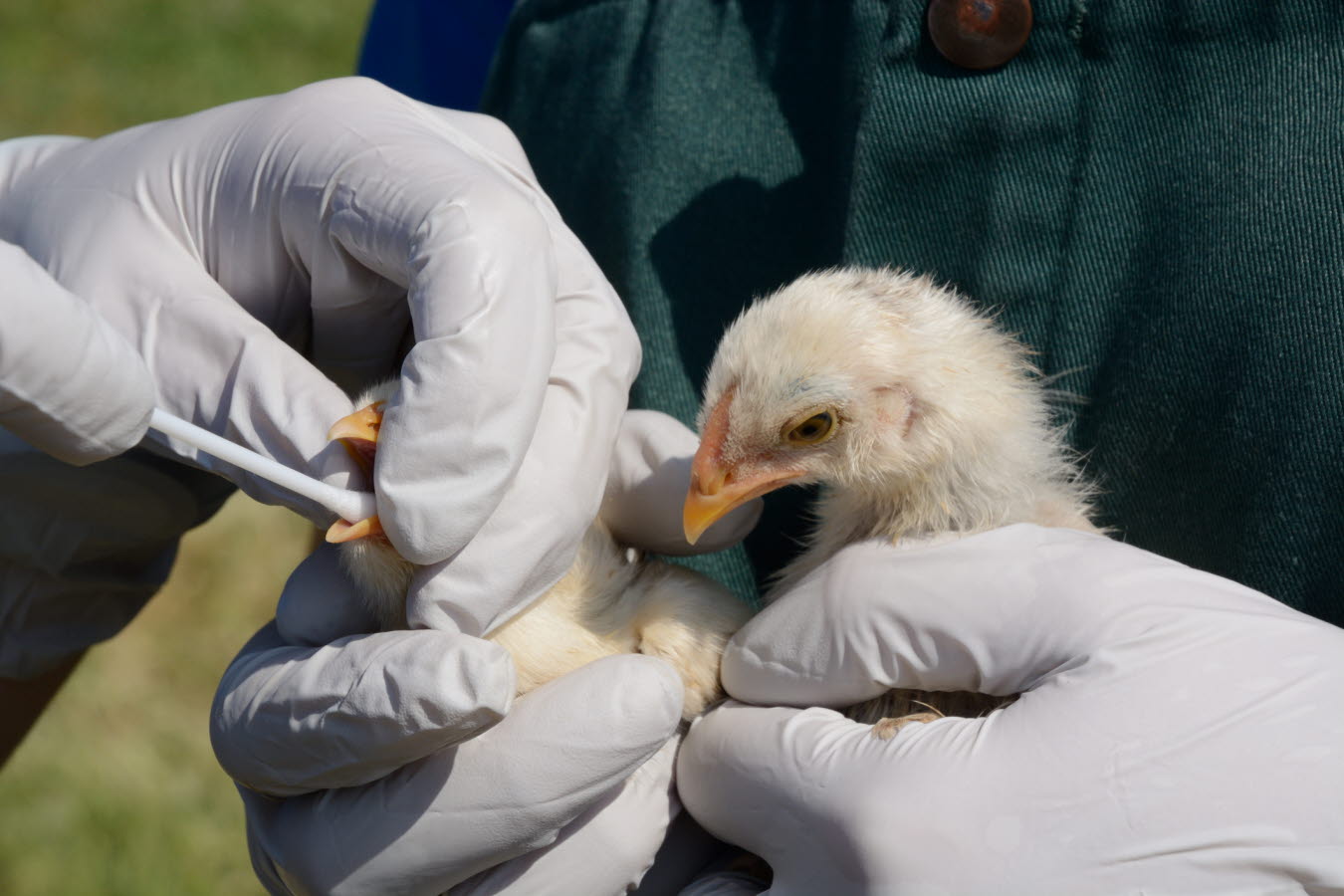 vet voice - avian - influenza