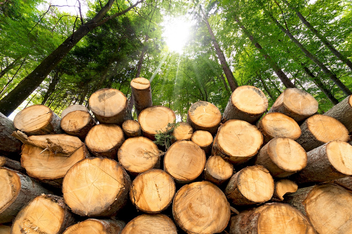 Bill Gates-Backed Startup to Use Old Wood to Remove Carbon From the Air