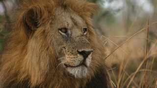 22444-South-Africa-Safari-smhoz.jpg