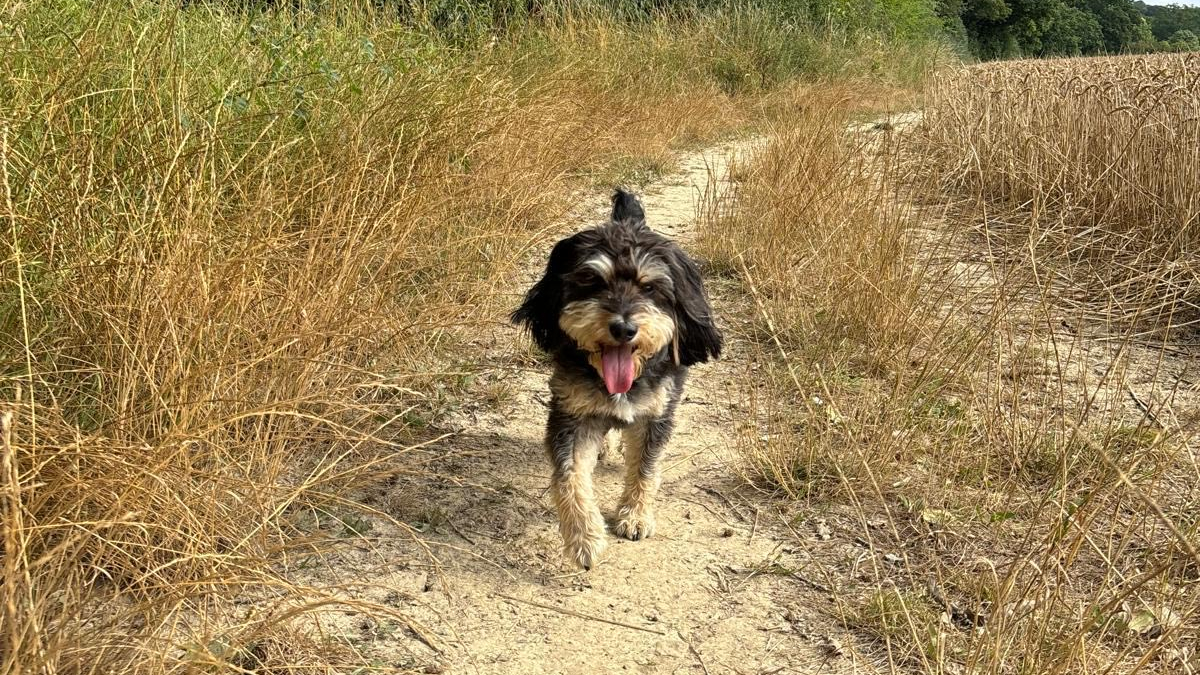 A small black and tan dog with a pink tongue trots down a dry, grassy footpath through a wheat field, looking toward the camera.