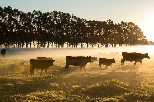 cattle - farming