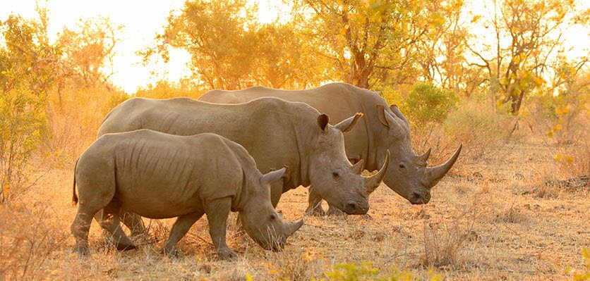 vet voice - rhino - africa