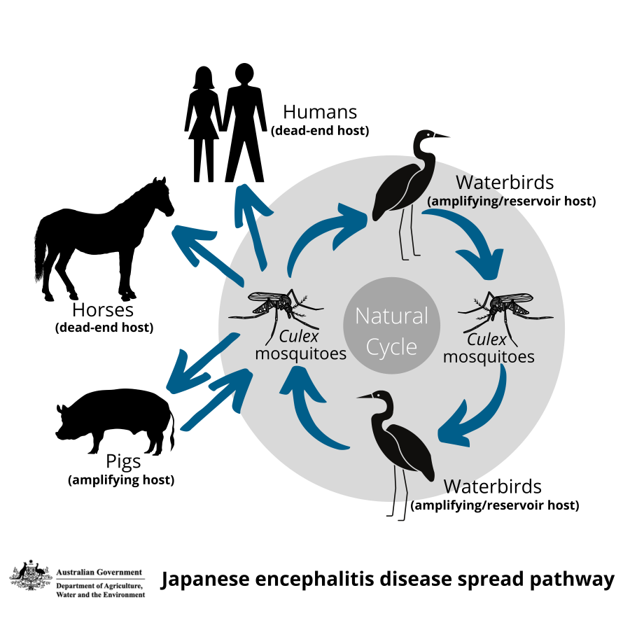 Japanese encephalitis disease spread pathway - UPDATED 25 3 22 FINAL.png