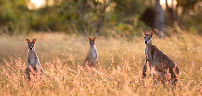 vet voice - kangaroos - welfare