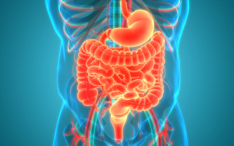 Anatomy of small Bowel 