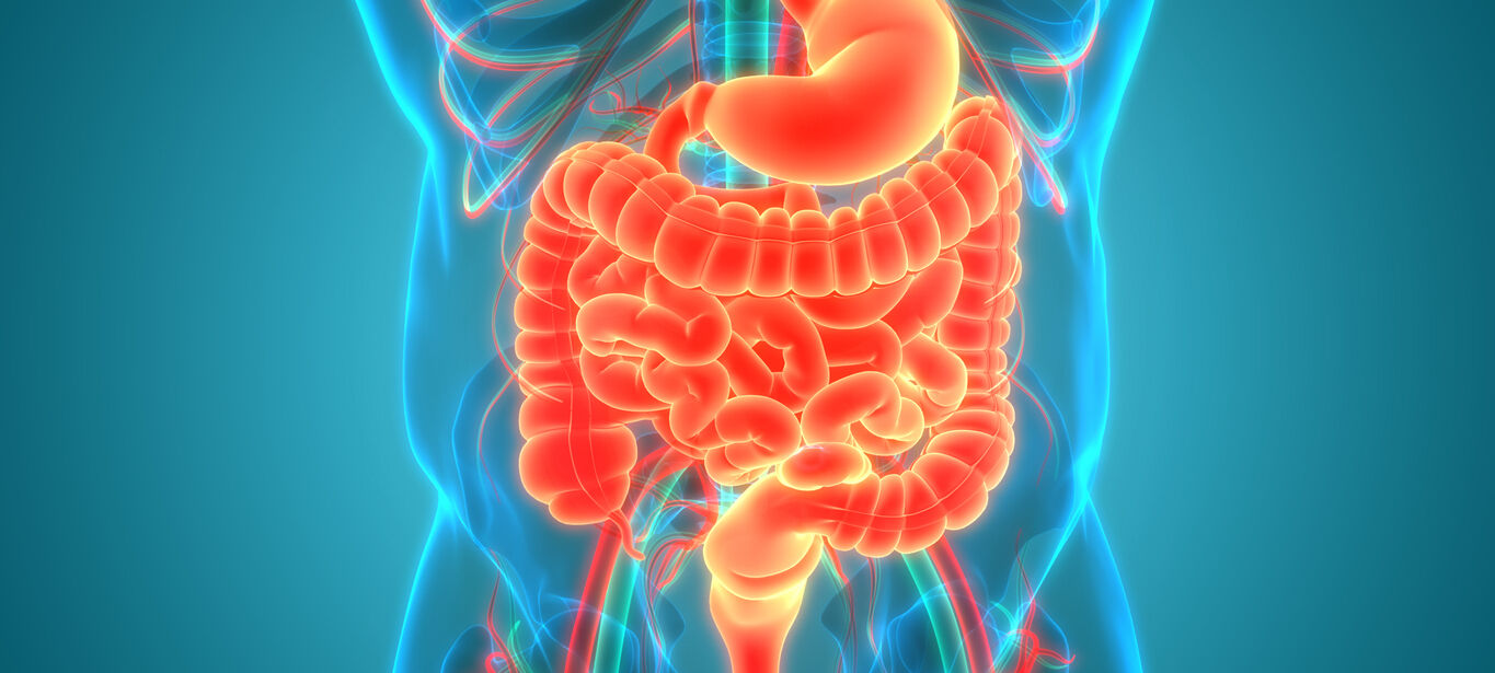 Anatomy of small Bowel 