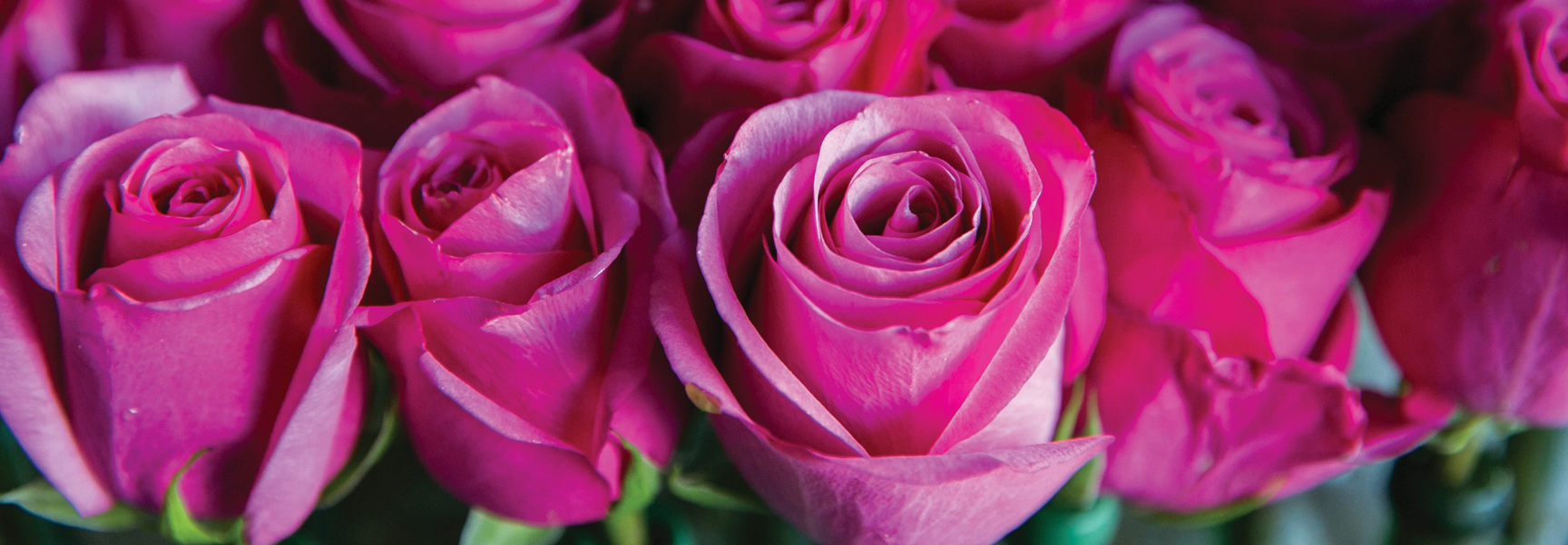 A close-up shot of vibrant pink roses celebrating the Rose Parade in Los Angeles.