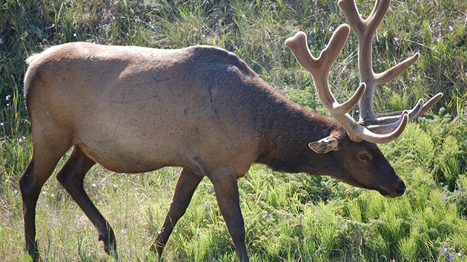 Elk, Banff National Park