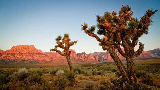 On the Road: Saguaro, Joshua Tree & Death Valley National Parks