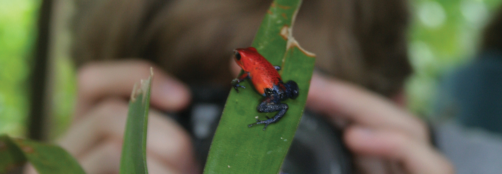 A person photographs a tiny red and blue poison dart frog resting on a bright green leaf in Costa Rica.