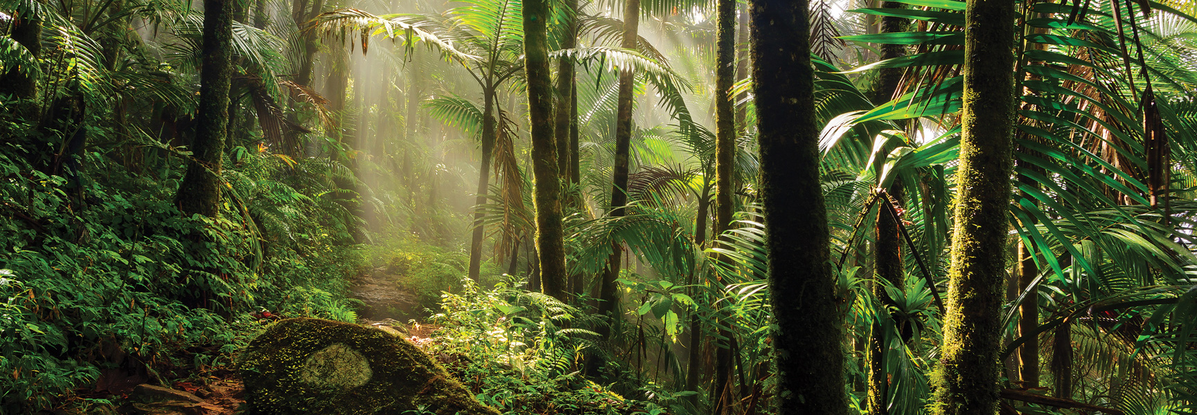Sunlight filters through the lush, green canopy of a rainforest with a walking path in Puerto Rico.