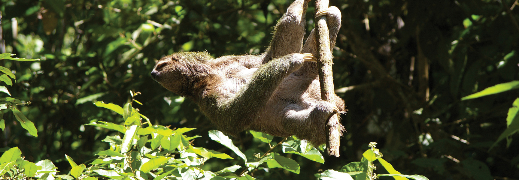 A brown sloth hangs from a tree branch in a lush, sunlit jungle in Costa Rica, surrounded by vibrant green leaves.
