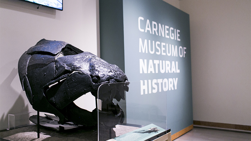 A large fossilized fish skull on display at the Carnegie Museum of Natural History in Pittsburgh, Pennsylvania.