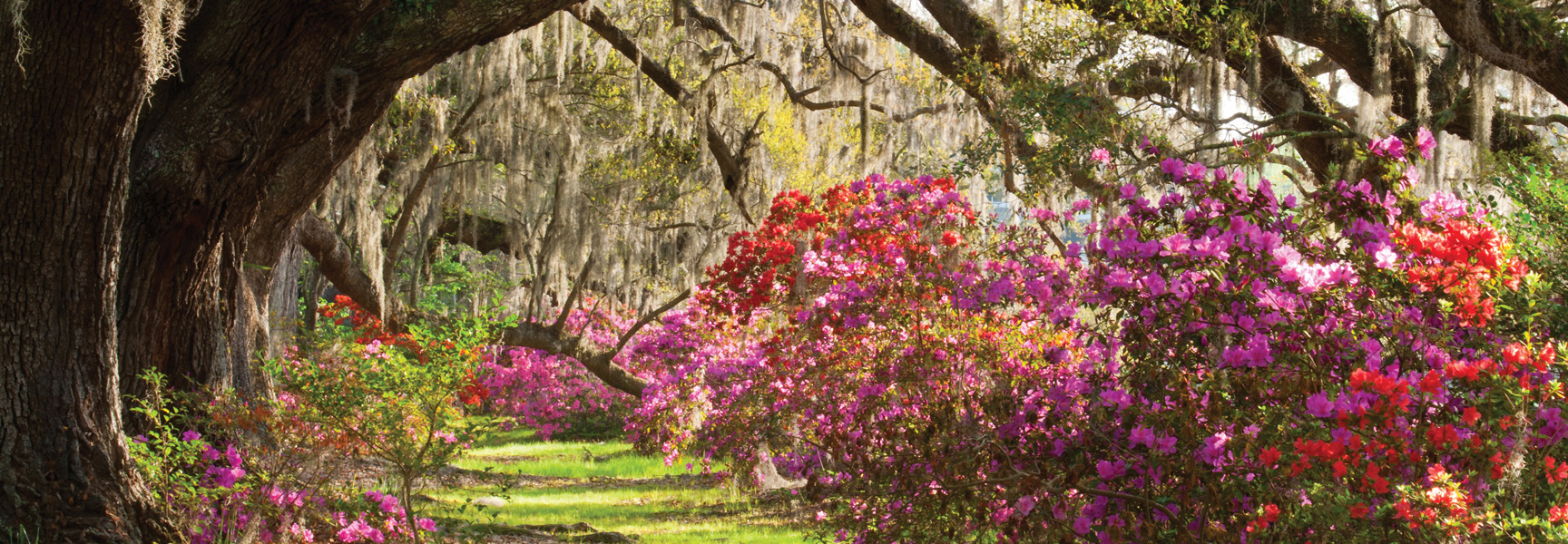 A canopy of old oak trees with Spanish moss hangs over a path lined with blooming pink and red azaleas in South Carolina.