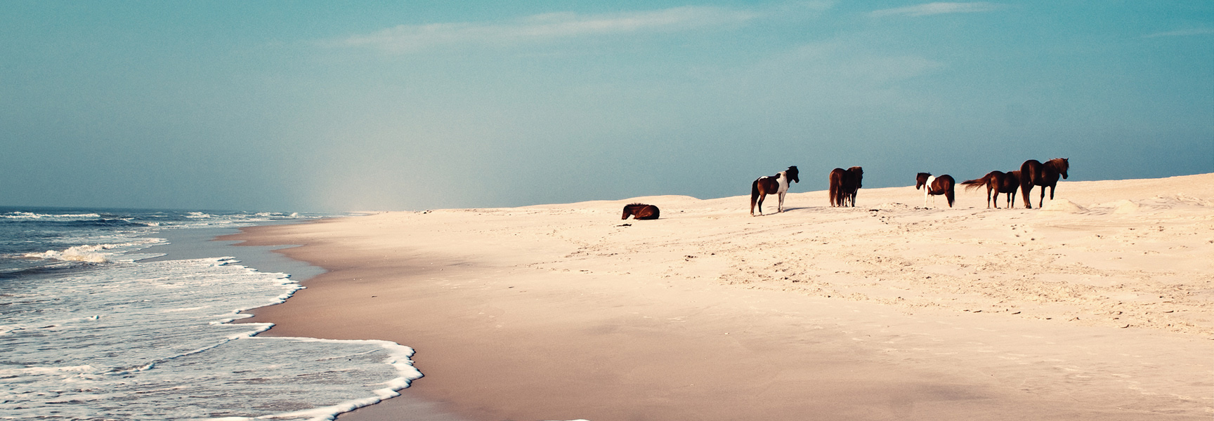 Wild ponies stand on a wide, sandy beach in Chincoteague, Virginia, as waves from the ocean roll ashore.
