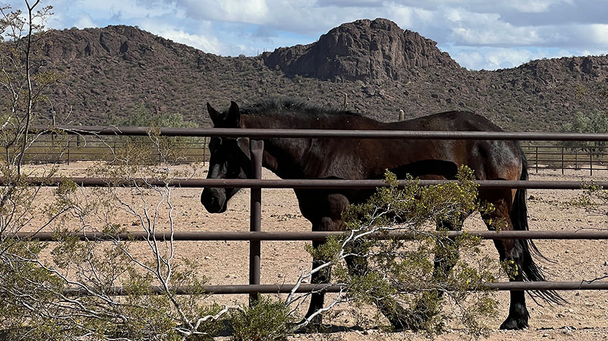 20193-US-AZ-WhiteStallionRanch-horse-c.jpg