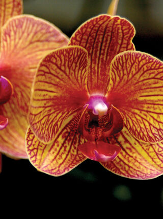 A close-up of vibrant orange and red striped orchids on display at the Philadelphia Flower Show.