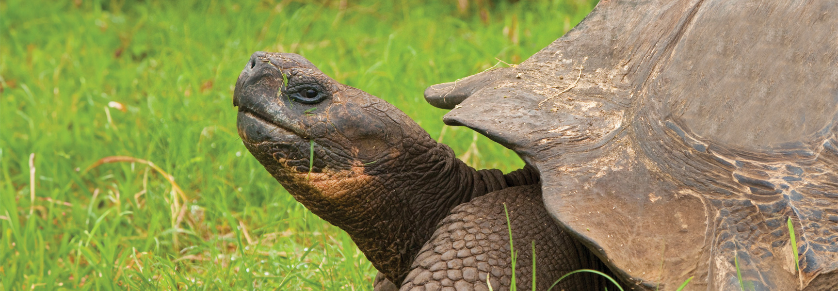A close-up of a Galápagos giant tortoise with its head raised in a field of green grass in the Galápagos Islands.