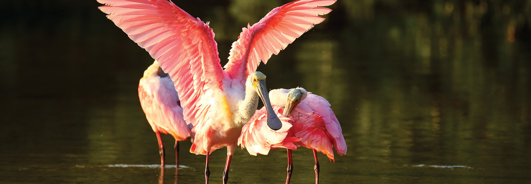 A group of pink Roseate Spoonbills stand in the water on Sanibel Island, Florida, with one spreading its wings.