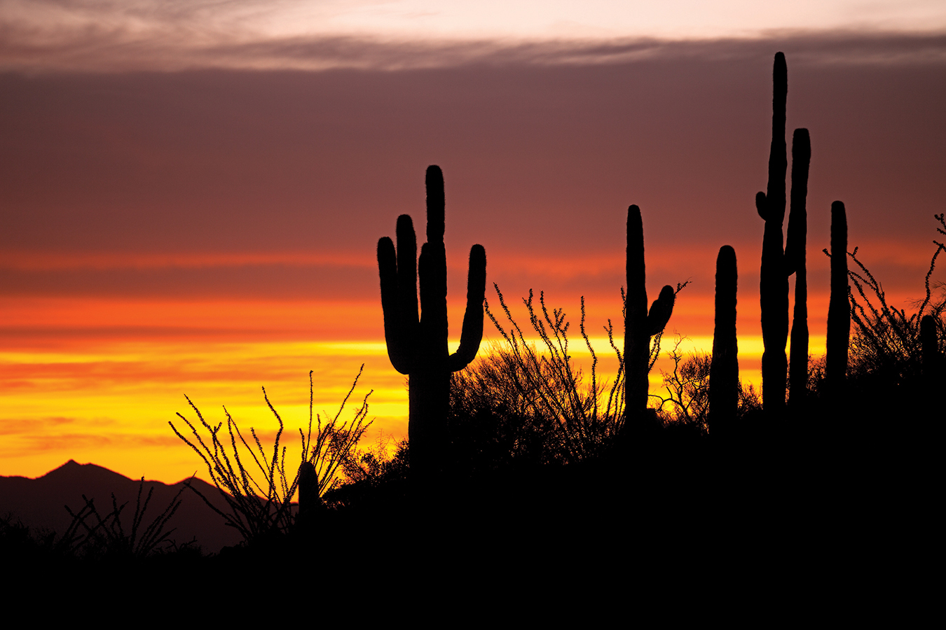 Silhouetted saguaro cacti stand against a vibrant orange and yellow sunset in Arizona's desert landscape.