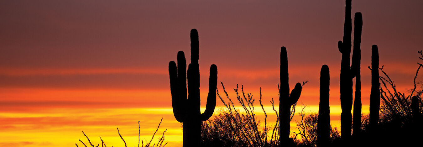 Silhouetted saguaro cacti stand against a vibrant orange and yellow sunset in Arizona's desert landscape.