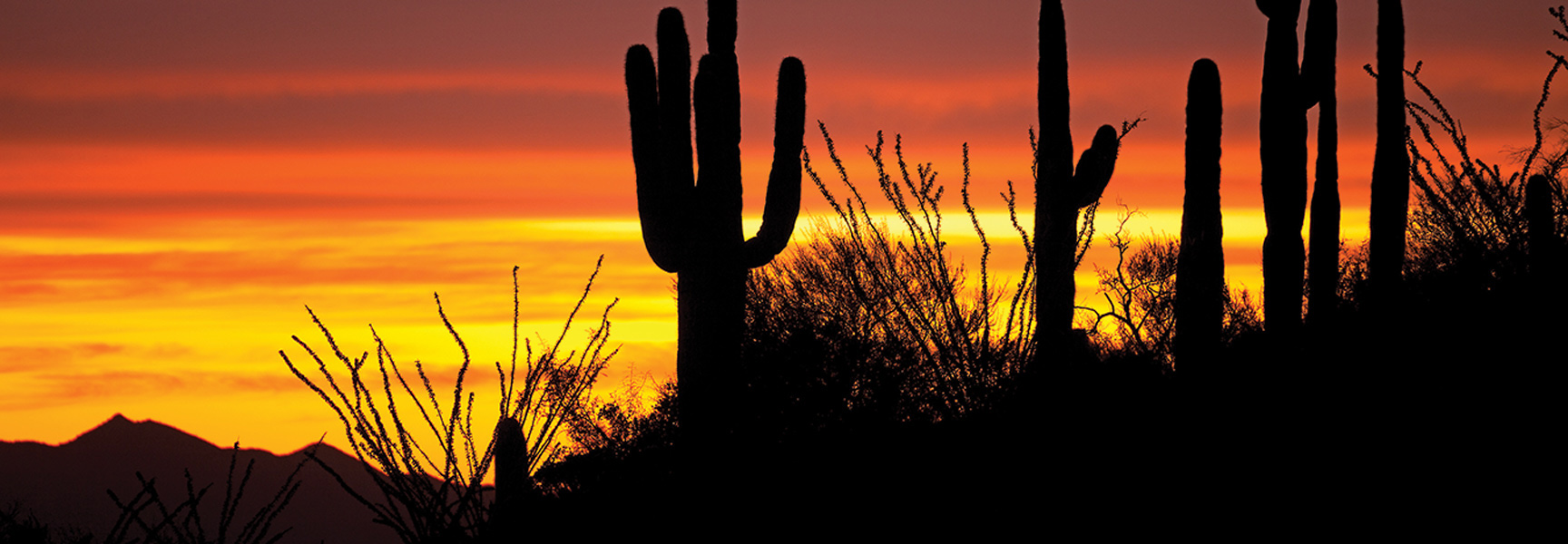 Silhouetted saguaro cacti stand against a vibrant orange and yellow sunset in the Arizona desert.