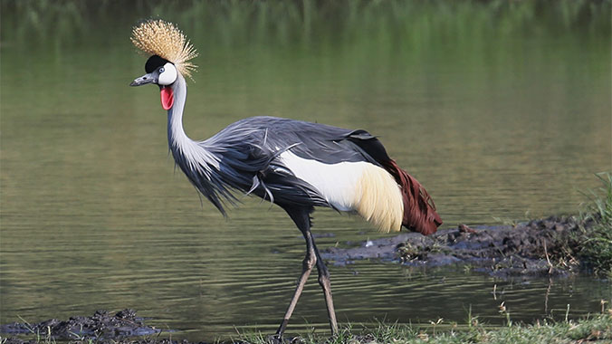 Southern Africa Birding Safari