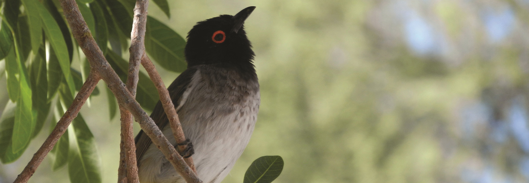 An African Red-eyed Bulbul with a black head and grey chest perches on a tree branch in Southern Africa.