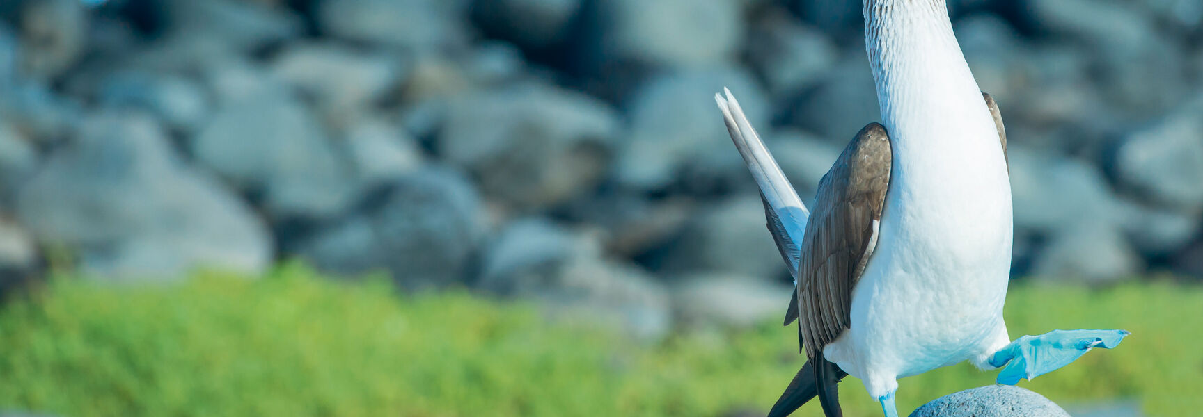 A blue-footed booby lifts its bright blue foot while perched on a rock on the shore of the Galápagos Islands.