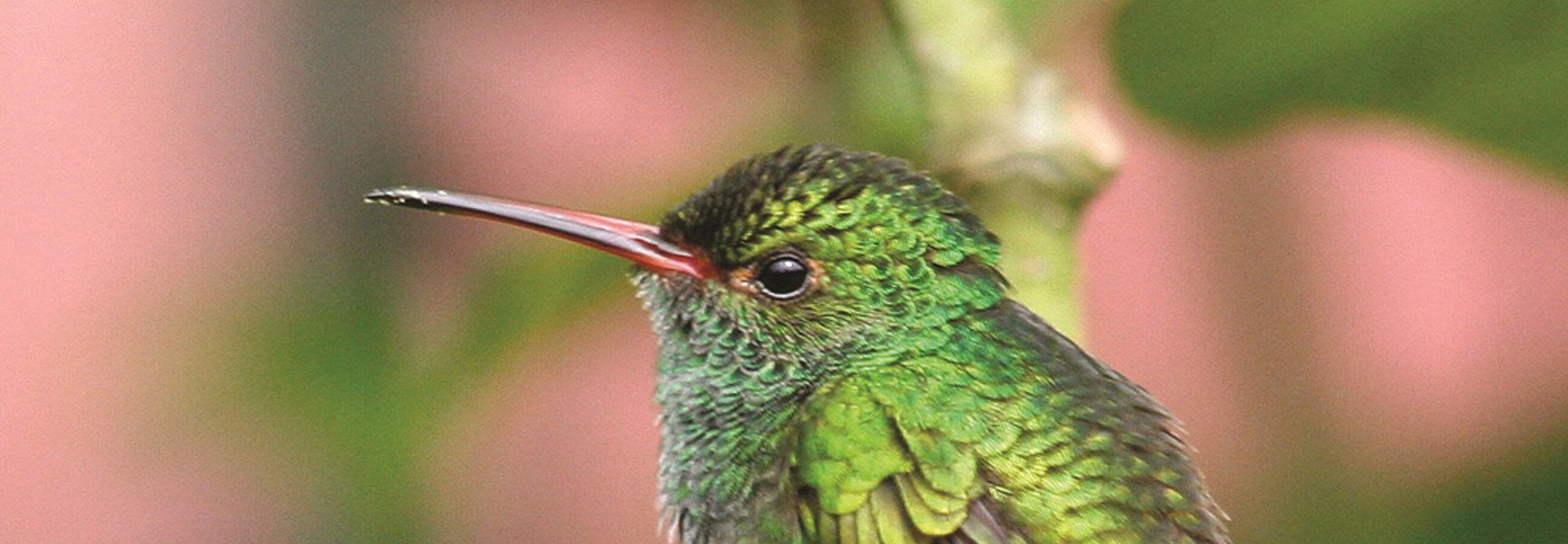 A close-up shot of a vibrant green hummingbird with a long beak, photographed in the Andes of Ecuador.