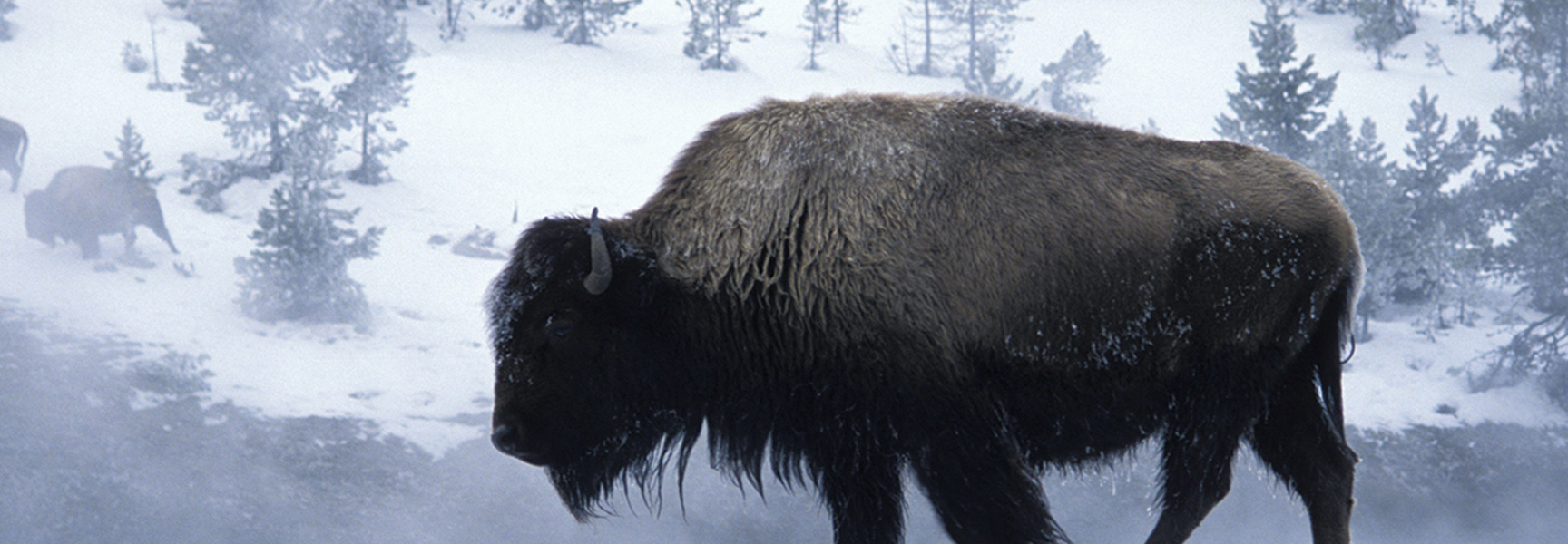 A large bison with snow on its thick fur walks through a steamy, snow-covered landscape in Yellowstone National Park, Wyoming.