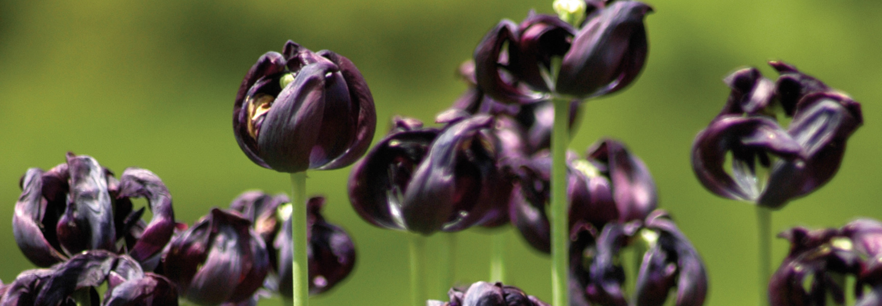 A close-up of dark purple tulips blooming against a blurred green background in a garden in Pennsylvania.